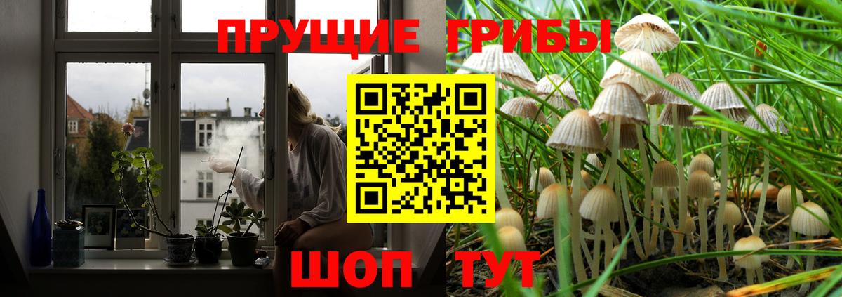 Галлюциногенные грибы Psilocybine cubensis  наркота  Черногорск  Вход с VPN 
